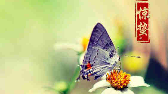 驚蟄美文丨煙雨濕闌干,杏花驚蟄寒