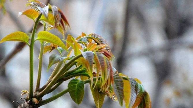 春天的味道來了！這份吃野菜攻略請收藏